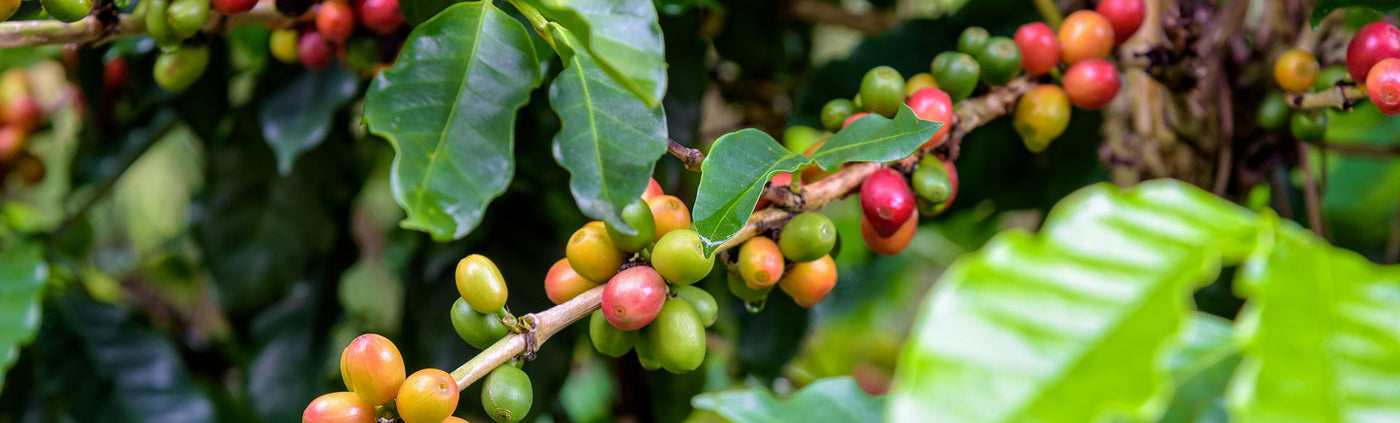 What is Ethically sourced Coffee